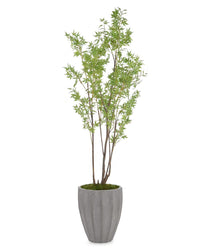 Raya Rocky Mountain Maple in Pot - Luxury Living Collection