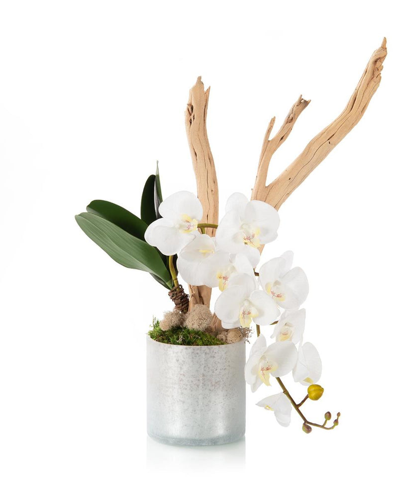 Julane Branchy Ghostwood Orchid in Pot - Luxury Living Collection