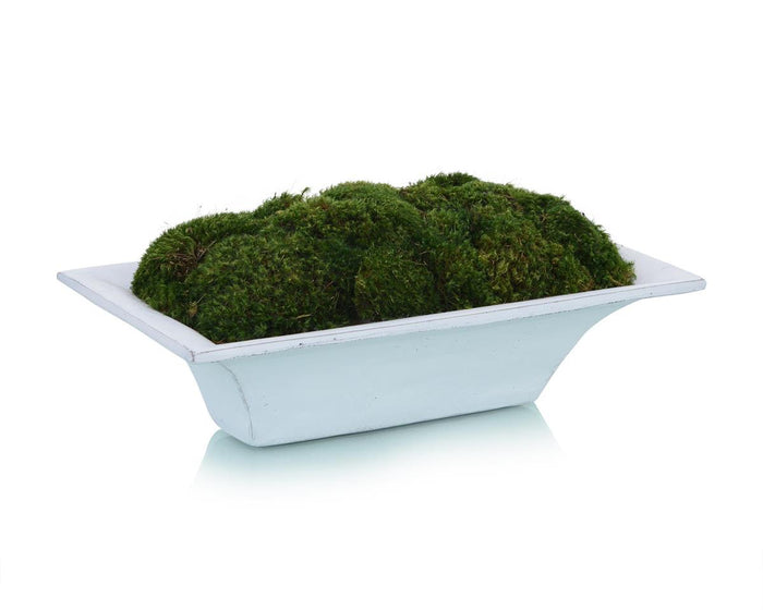Berenice Mood Moss in Trough - Luxury Living Collection