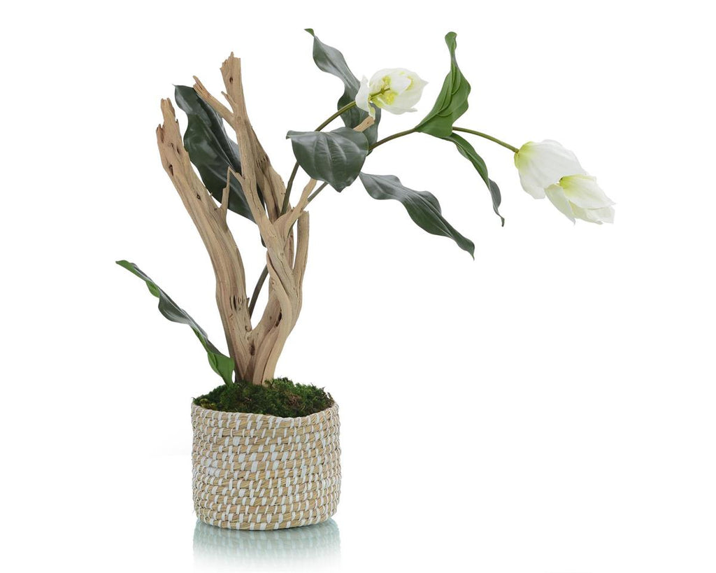 Zaniah Medinilla Orchid in Weaved Basket - Luxury Living Collection