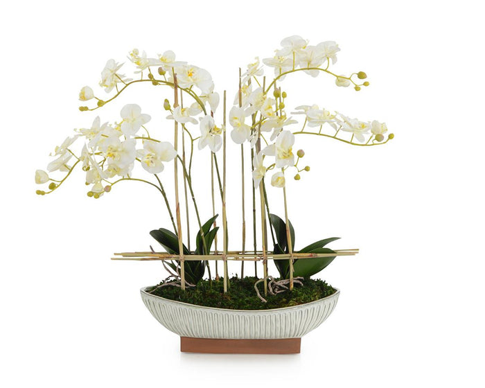 Fyvie Reed Orchids in Bowl - Luxury Living Collection
