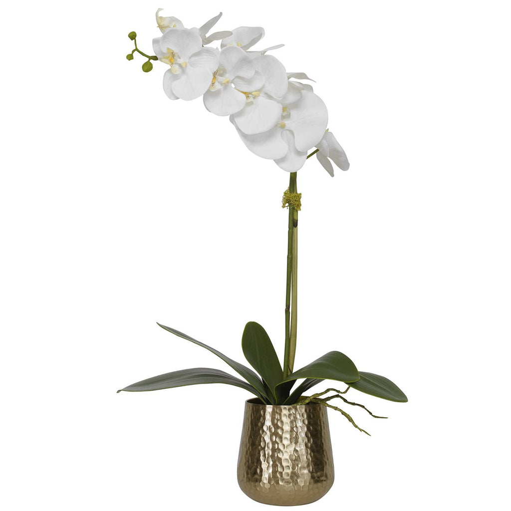 Ronalda Orchid in Brass Pot