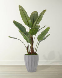 Basra New Banana Tree in Container - Luxury Living Collection