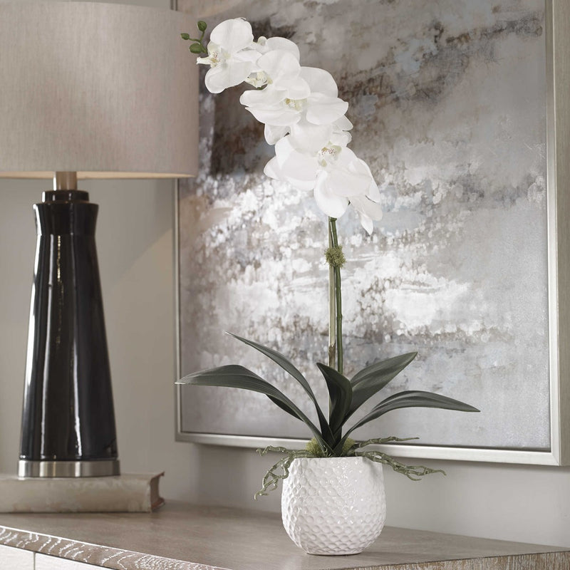 Ronalda Orchid in White Pot