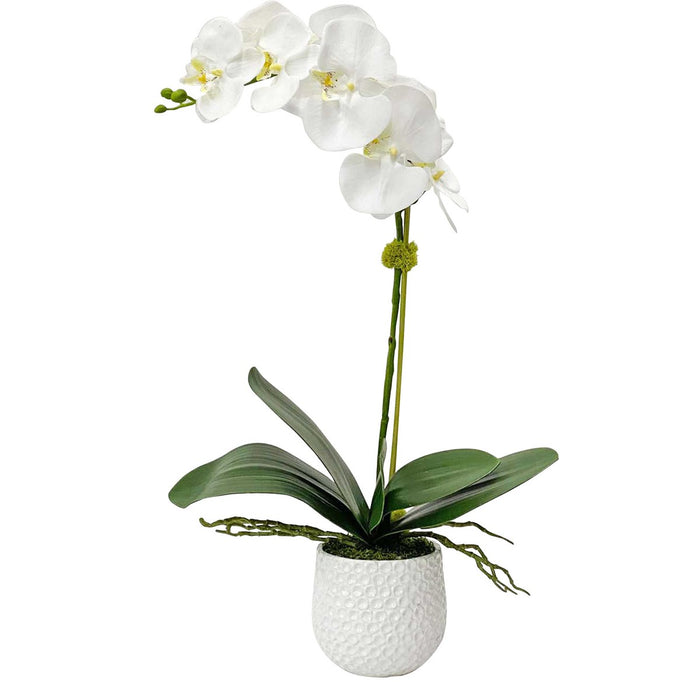 Ronalda Orchid in White Pot