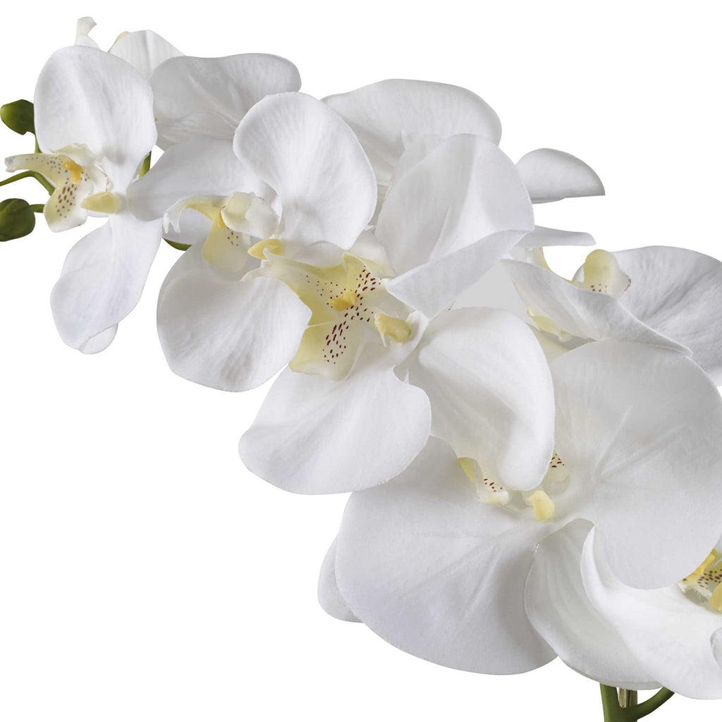 Ronalda Orchid in White Pot