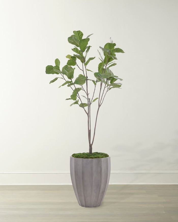 Magdalene Organic Fig in Planter - Luxury Living Collection