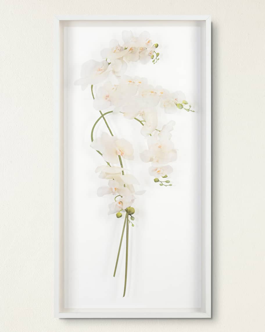 Franze Study of Orchids Shadow Box - Luxury Living Collection