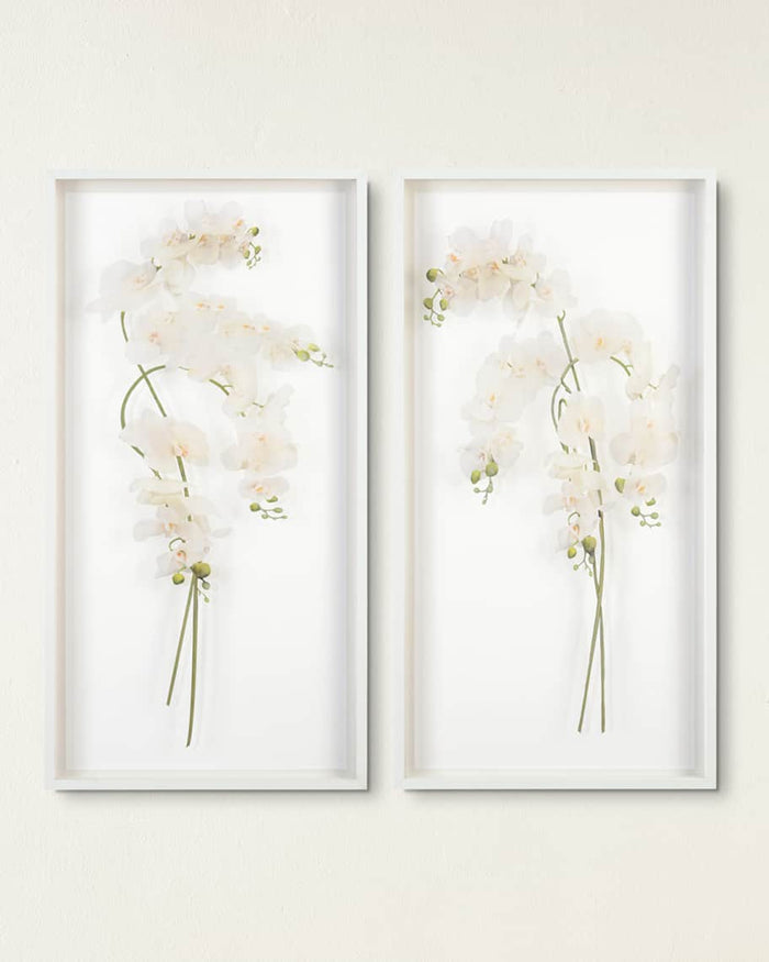 Franze Study of Orchids Shadow Box - Luxury Living Collection