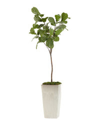 Letitia Tarro Fig Tree in Planter - Luxury Living Collection