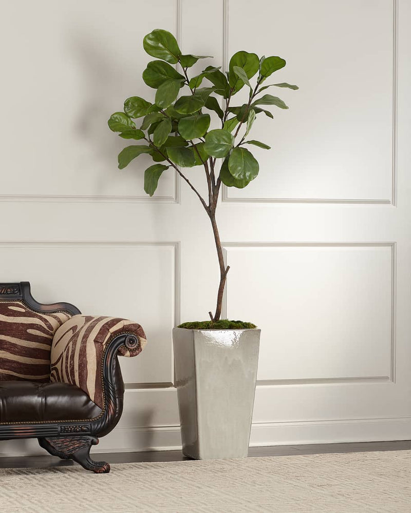 Letitia Tarro Fig Tree in Planter - Luxury Living Collection