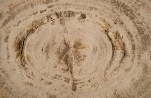 Wodus Petrified Wood Coffee Table